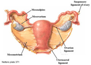 Mesometrium Picture