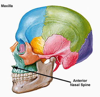 Anterior nasal spine Picture