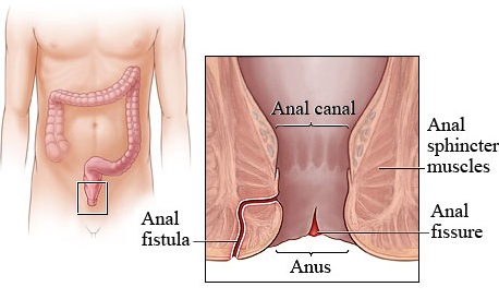 Function Of Anal Canal 86