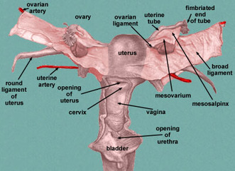 Ovarian ligament Picture