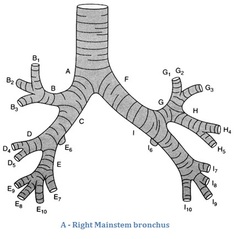 Mainstem bronchus Image