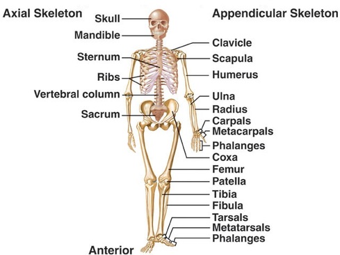 Axial skeleton Image