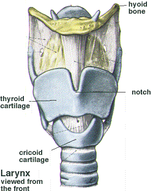 Thyroid cartilage Image