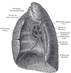 Pulmonary Ligament Picture