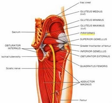 Deep hip rotator muscles Image