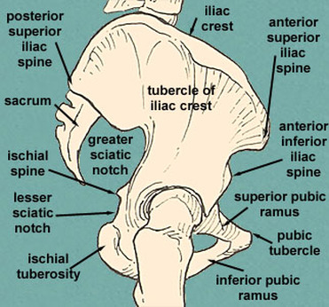 Anterior inferior spine Image