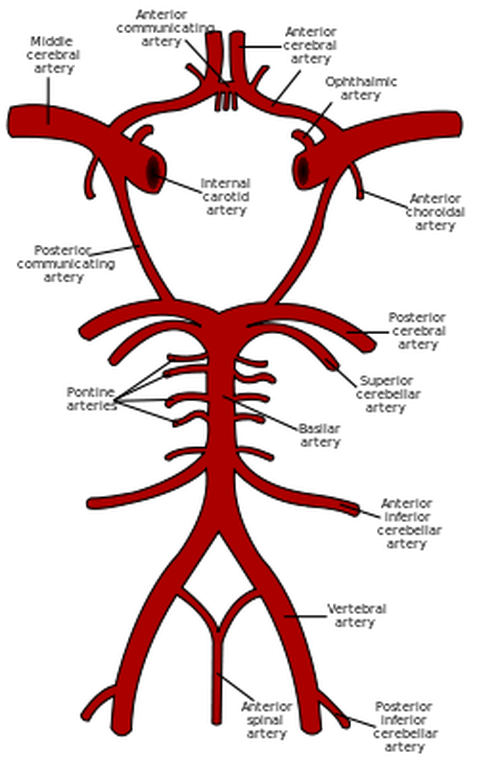Anterior choroidal artery Picture