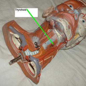 Thyrohyoid Muscle Picture