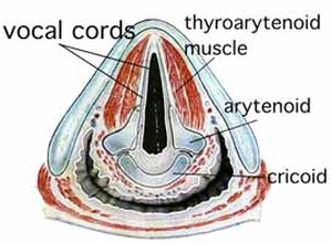 Thyroarytenoid Image
