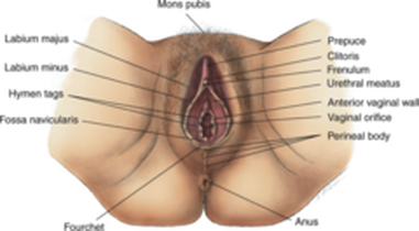 Vaginal orifice Picture