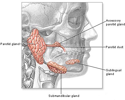 Accessory parotid gland Image