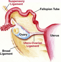 Broad ligament of uterus Image