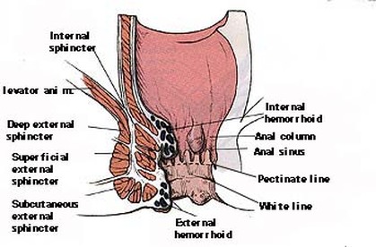 Anal sinus Image
