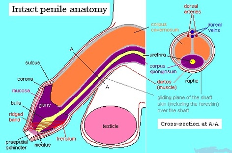 Corona of glans penis Picture