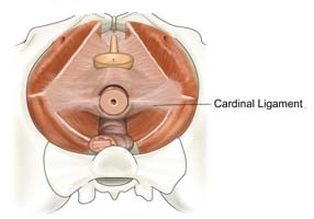 Cardinal Ligament Image