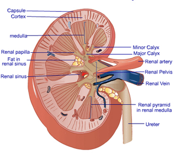 Renal sinus Picture