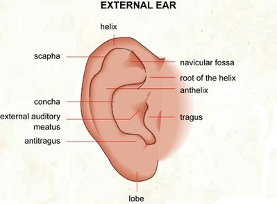 External ear Picture