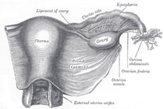 Ovarian ligament Image