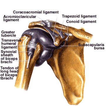 Conoid ligament Image