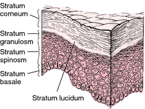 Stratum lucidum Image