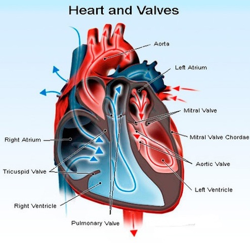 Aortic valve Picture