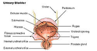 Orifice of ureter Image