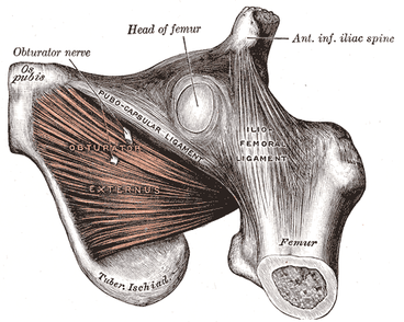 Anterior inferior spine Picture