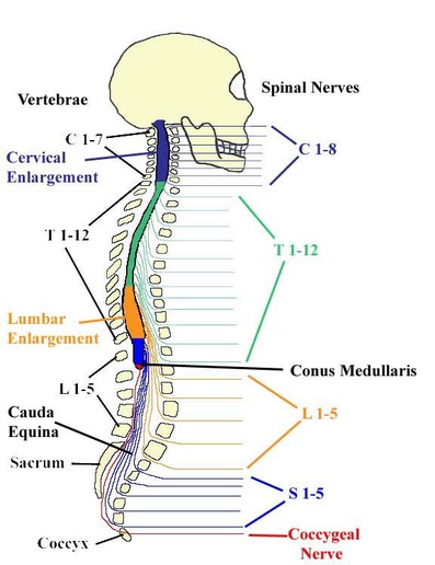 Coccygeal nerve Image