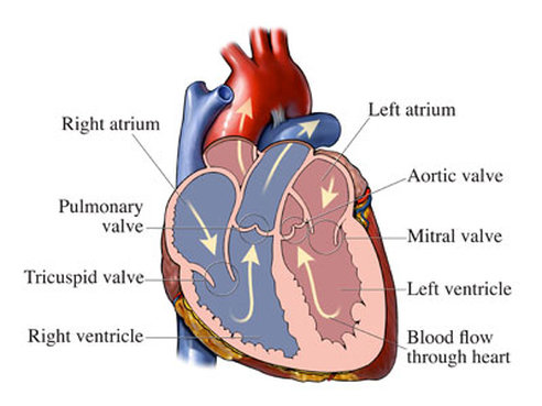 Aortic valve Image