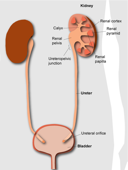 Orifice of ureter Picture