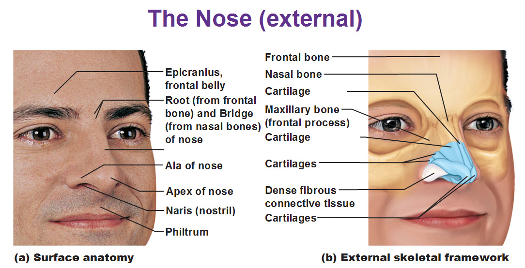 Ala of Nose Picture