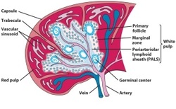 Periarteriolar lymphoid sheaths Image
