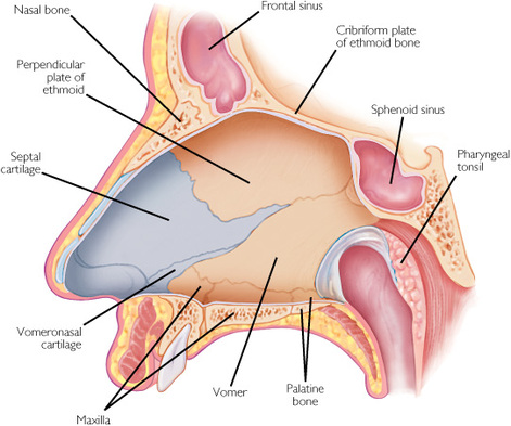 Nasal septum Image