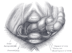 Ovarian fossa Image