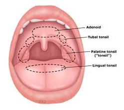 Tubal tonsil Image