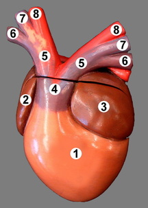 Conus arteriosus Image