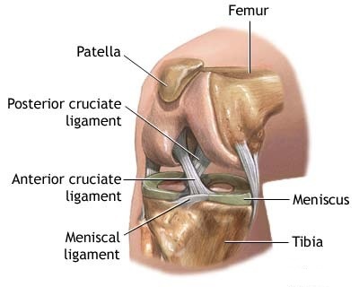 Anterior cruciate ligament Picture