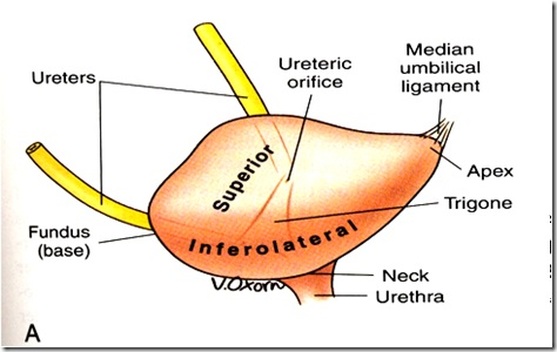 Apex of urinary bladder Image