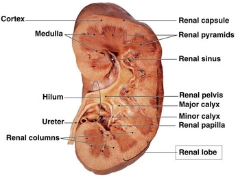 Renal lobe Picture