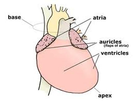 Apex of the heart Image
