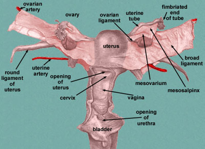 Broad ligament of uterus Picture