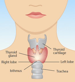 Thyroid isthmus Image