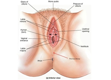 Vaginal orifice Image