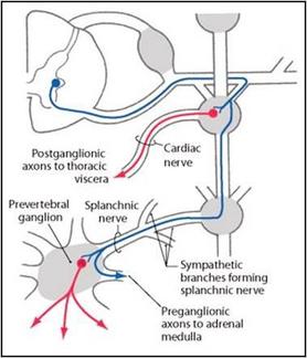 Thoracic Splanchnic Nerves Image