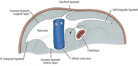 Bare area of the liver Image