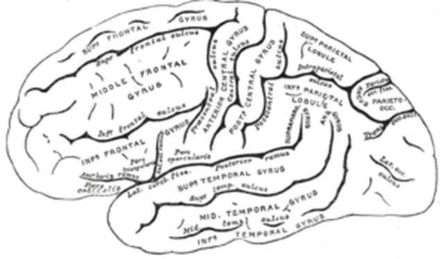 Cerebral sulcus Image