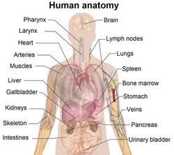 Diagram of human anatomy