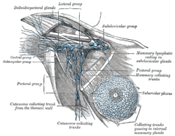 Brachial lymph nodes Image