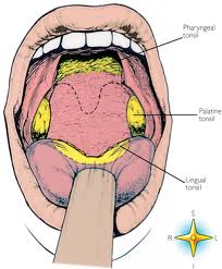 lingual tonsils model