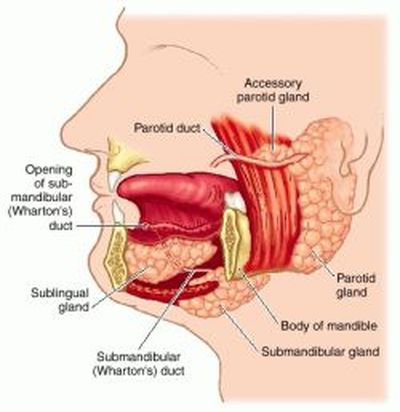 Accessory parotid gland Picture